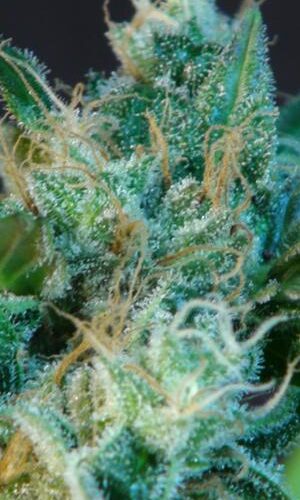 Gnomo Auto Feminised Cannabis Seeds by Kannabia Seeds