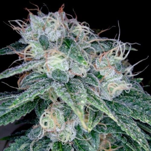 Sour Diesel Feminised Seeds by DNA Genetics