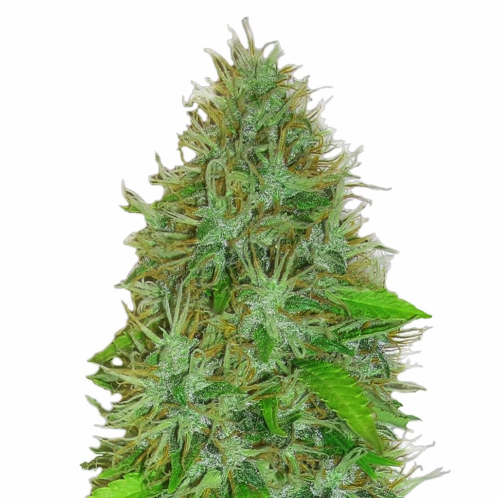 2 Fast 2 Vast Auto Feminised Seeds