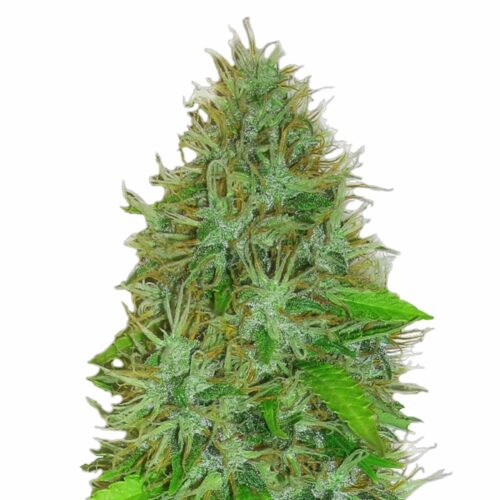 2 Fast 2 Vast Auto Feminised Cannabis Seeds by Heavyweight Seeds