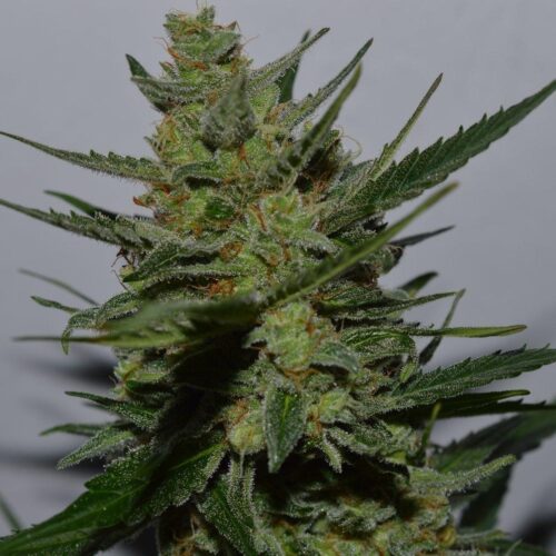 UK Blues Feminised Cannabis Seeds from Lineage Genetics