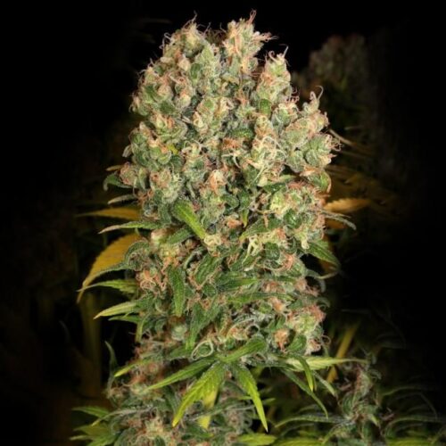 Warlock CBD Feminised Cannabis Seeds by Serious Seeds