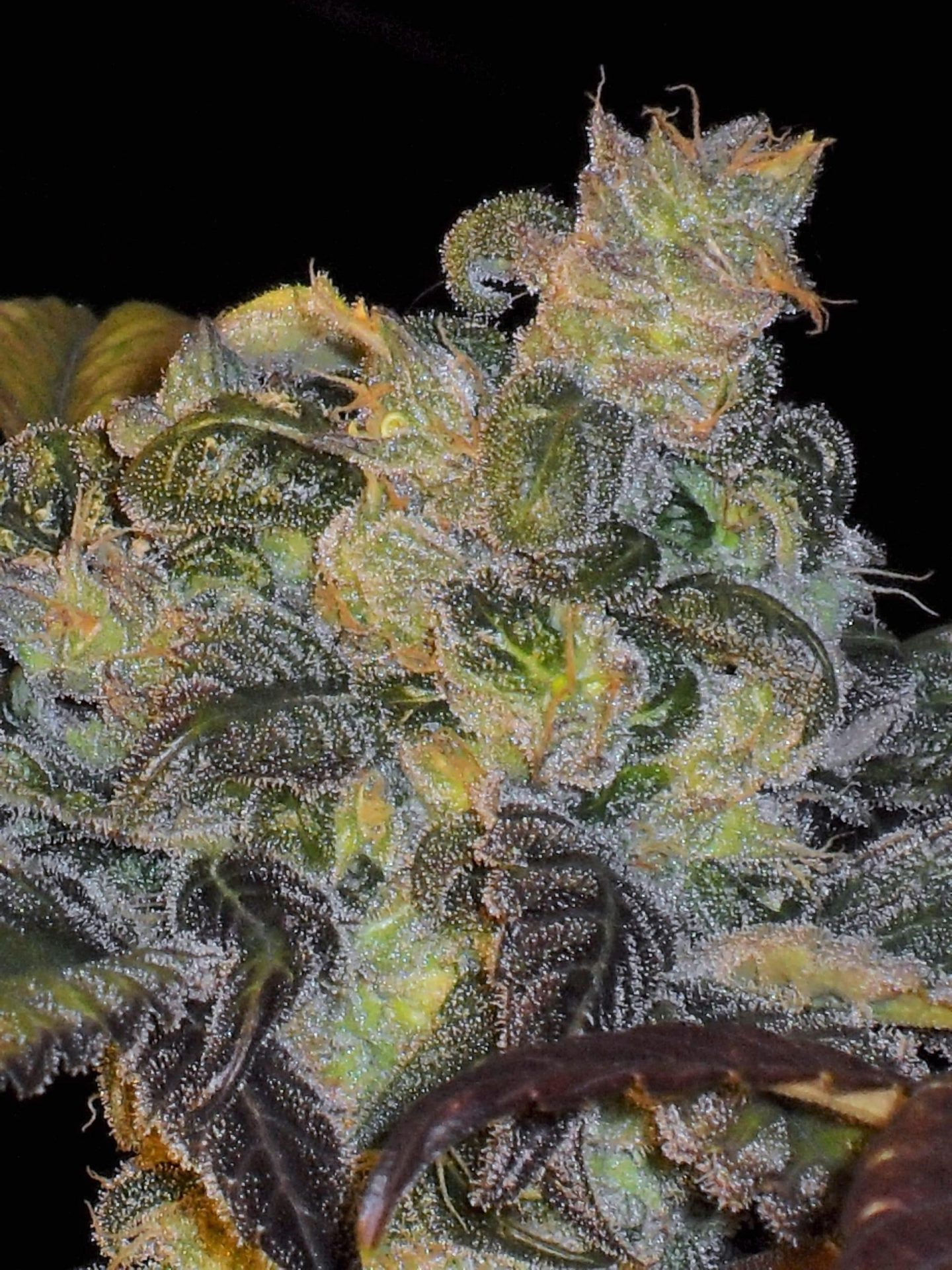 Whitaker Blues - 10 Regular Seeds | DJ Short | Cannabis Seeds