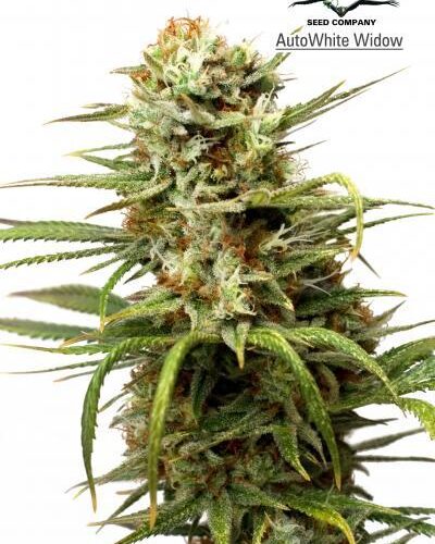 White Widow Auto Feminised Cannabis Seeds by Dutch Passion