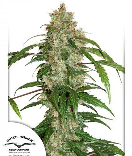 White Widow CBD Auto Feminised Cannabis Seeds by Dutch Passion