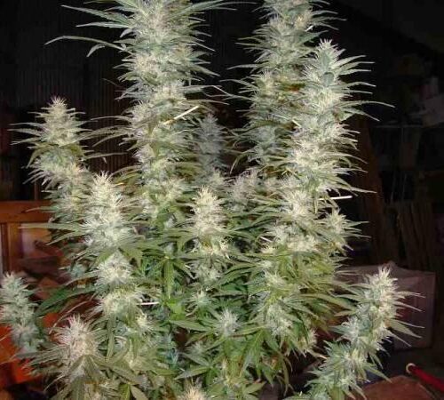 White Widow Feminised Marijuana seeds by Phoenix Seeds