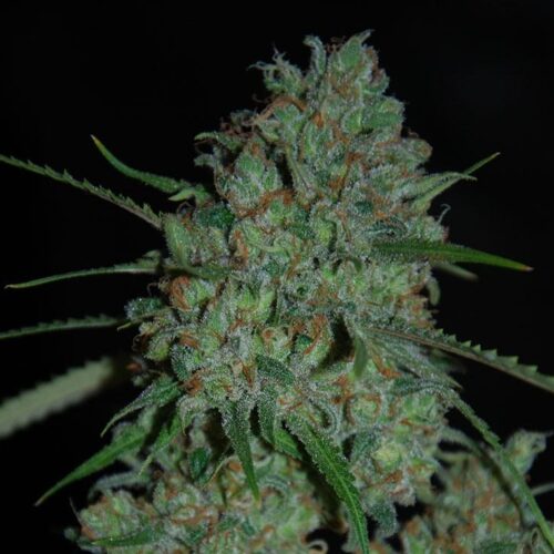 Afghan Skunk Feminised Cannabis Seeds by Expert Seeds