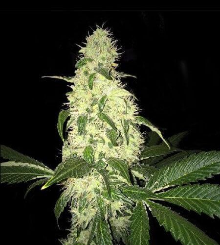 Afghaniberry Regular(Limited Edition) cannabis seeds from T.H. Seeds