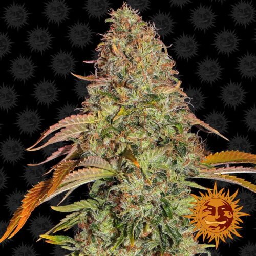 Zkittlez OG Auto Feminised Cannabis  Seeds by Barney's Farm