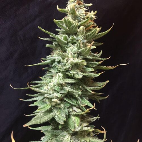 Amnesia FAST Feminised Seeds - BULK x 100