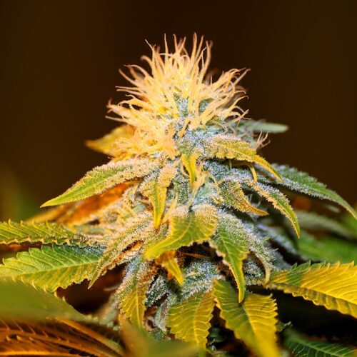 Bubba Kush Feminised Marijuana seeds