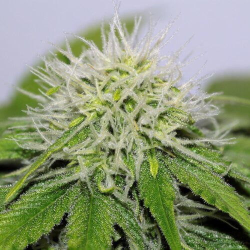 CBD Hash Plant 1:1 Feminised Seeds