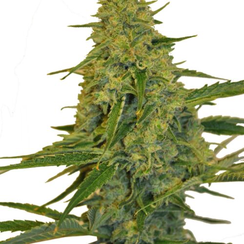 Chem Dawg Feminised Bulk Cannabis Seeds