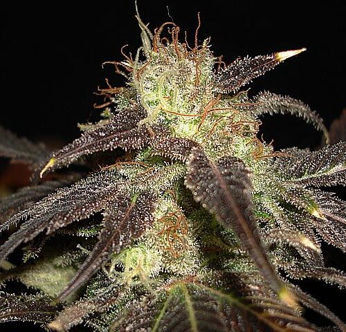 Diesel Auto Feminised Bulk cannabis Seeds