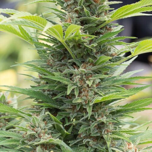 Diesel Feminised Bulk Cannabis Seeds