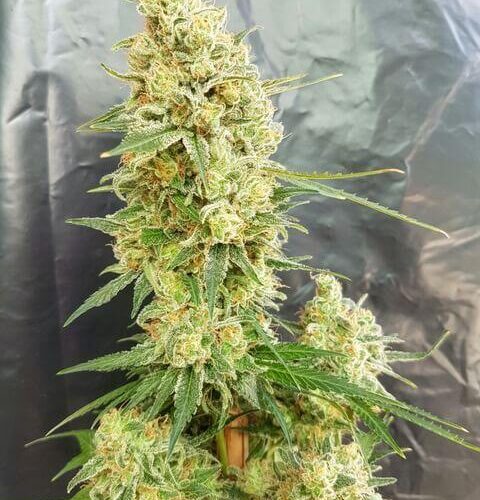 Gorilla Banana Feminised Seeds by Expert Seeds