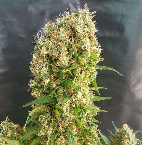 Chemdog Gorilla Feminised Seeds by Expert Seeds