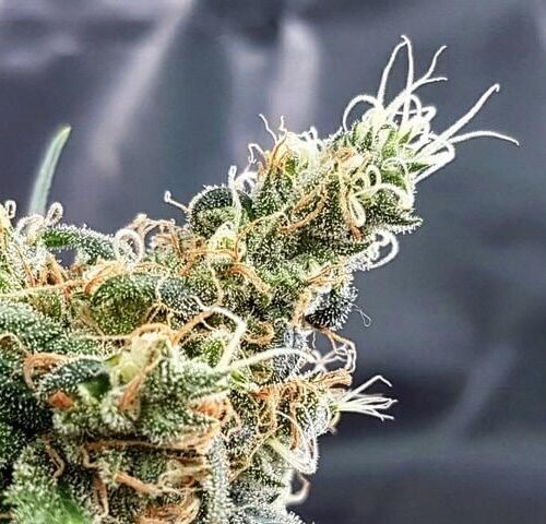 Glueberry Feminised Seeds by Expert Seeds