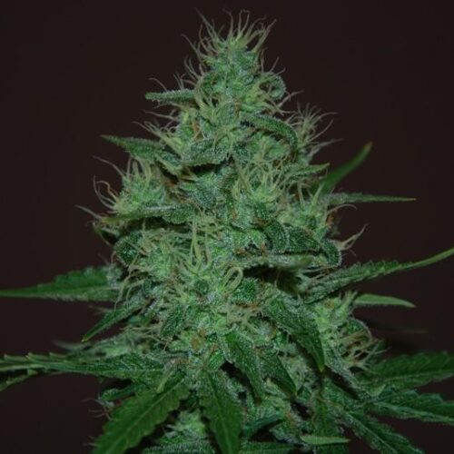 Amnesia Haze Auto Feminised Cannabis Seeds by Expert Seeds