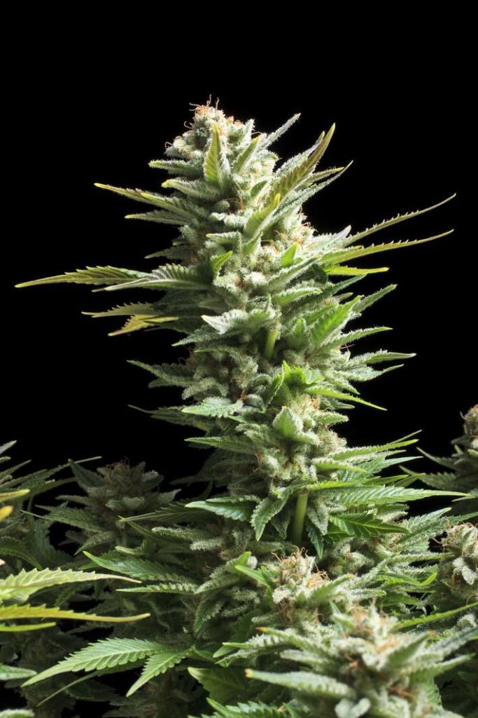 Amnesia Haze Feminised Seeds