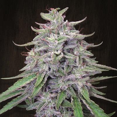 Bangi Haze Feminised Cannabis Seeds by Ace Seeds