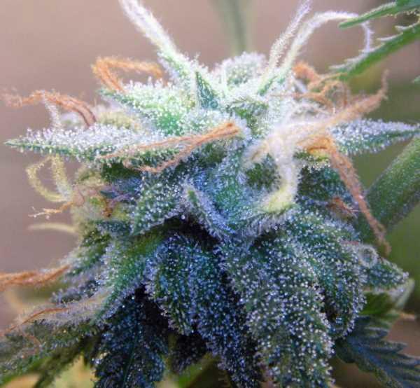 BC White Widow Feminised Seeds - 6