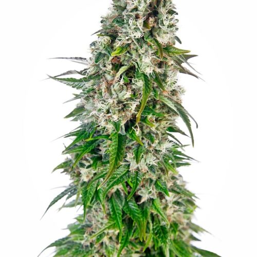 Big Bud Auto Feminised Cannabis Seeds by Sensi Seeds