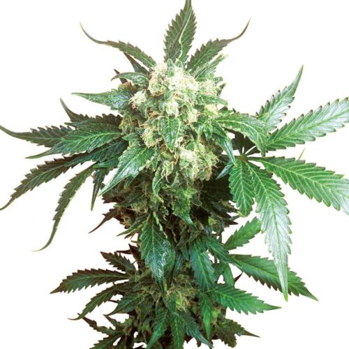 Black Domina Feminised Cannabis Seeds by Sensi Seeds