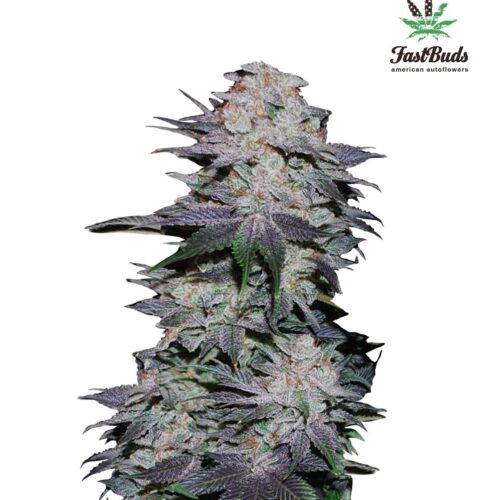 Blackberry Auto Feminised Cannabis Seeds by FastBuds Seeds