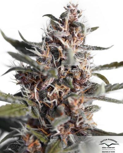 Blackberry Kush Auto Feminised Cannabis Seeds by Dutch Passion