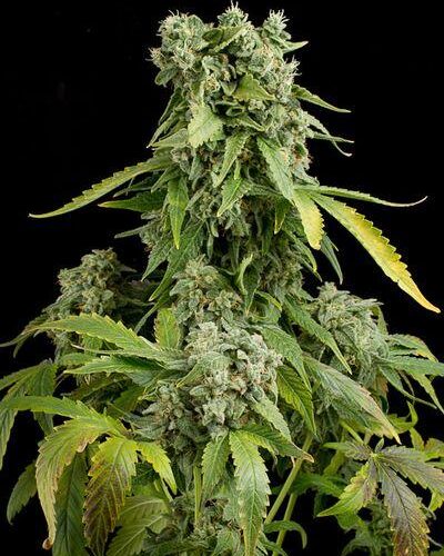 Blue Cheese Auto Feminised Cannabis Seeds by Dinafem Seeds