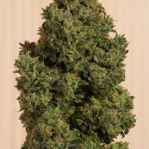 Blue Dream CBD Feminised Cannabis Seeds by Humboldt Seeds