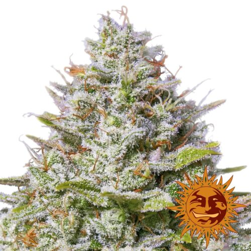 Blue Gelato 41 Feminised Cannabis Seeds by Barney's Farm Seeds