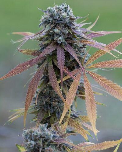 Blue Kush Auto Feminised Cannabis Seeds by Dinafem Seeds