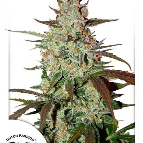 Blue Mazar Auto Feminised Cannabis Seeds by Dutch Passion