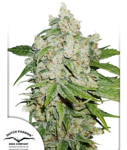 Brooklyn Sunrise Auto Feminised Cannabis Seeds by Dutch Passion