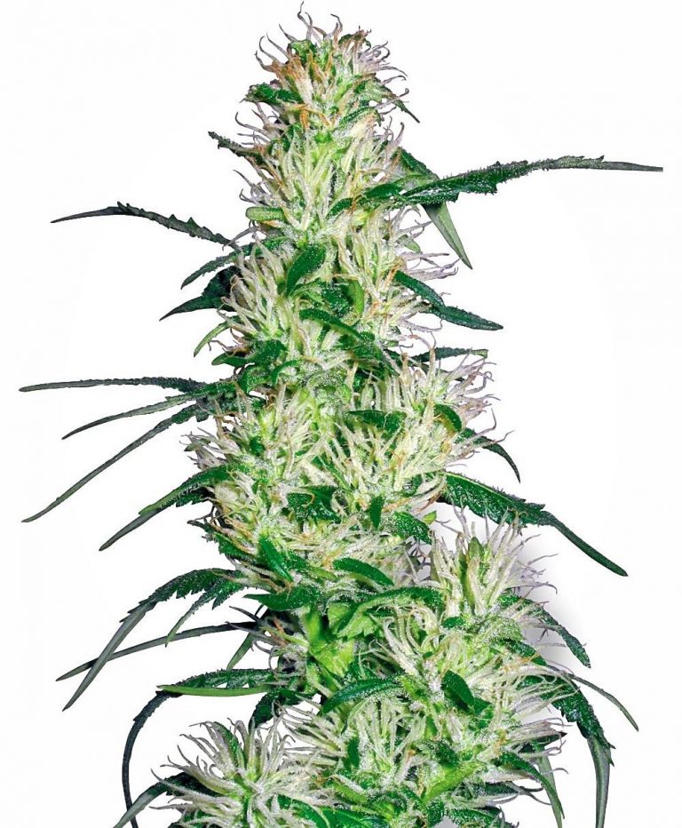 Purple Haze Auto Feminised | Cannabis Seeds | Coffee Shop Seeds