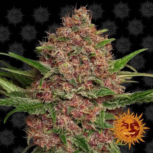 Purple Punch Auto Feminised Cannabis Seeds by Barney's Farm Seeds