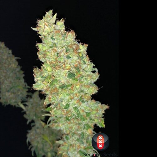 Strawberry AKeil Feminised Seeds