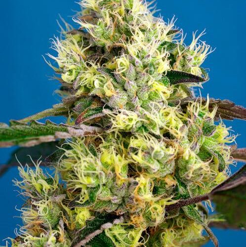 Sweet Gelato Auto Feminised Cannabis Seeds by Sweet Seeds