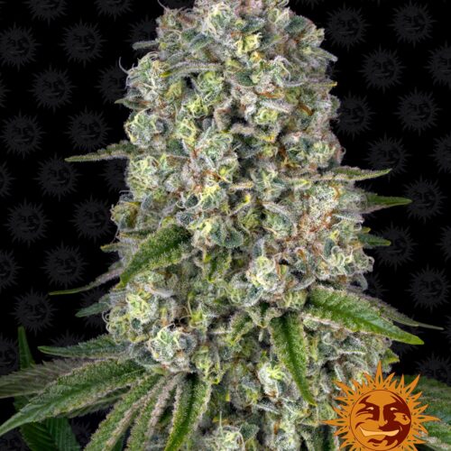 Tropicanna Banana cannabis seeds by Barney's Farm