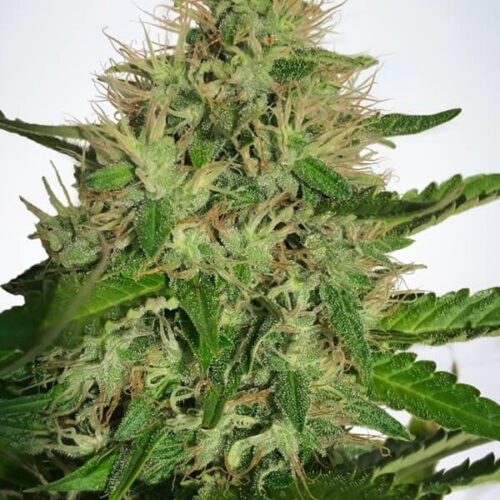 Cannabis Light CBD Auto Feminised Cannabis Seeds by Ministry of Cannabis