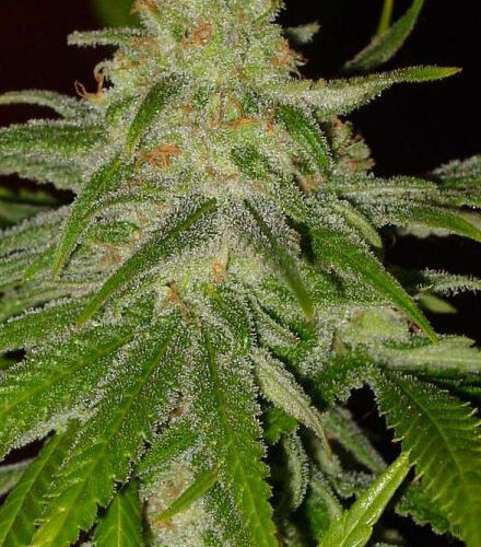 Cinderella 99 Feminised cannabis Seeds by BC Bud Depot