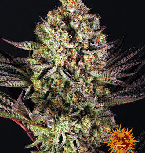 Dos-Si-Dos 33 Cannabis seeds by Barney's farm