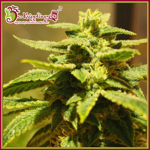 Krippling's Gelato Feminised Cannabis Seeds by Dr Krippling Seeds