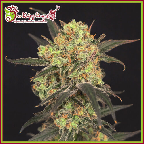 Leisure Zoot Larry Feminised Seeds