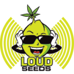 Loud Seeds Cannabis Seed bank