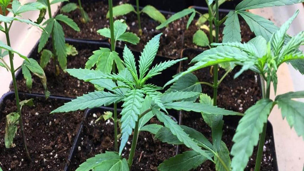 Cannabis seedlings in small seedling pots