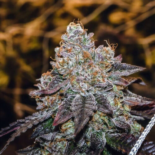 Sunset Sherbet S1 Feminised Cannabis Seeds by Divine Genetics