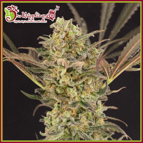 Wedding Flowers cannabis seeds by Dr Krippling